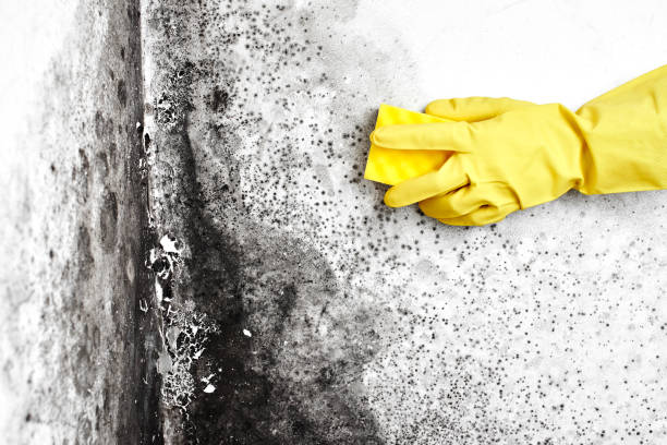 Insurance-Related Mold Remediation