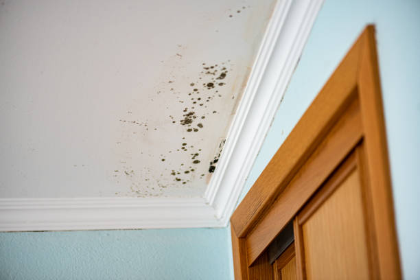 Best Bathroom Mold Remediation in Lake Morton Berrydale, WA